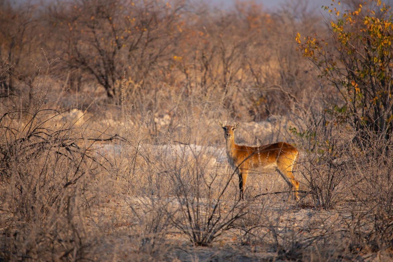 אוקאוקוג'ו Etosha Trading Post Campsite מראה חיצוני תמונה